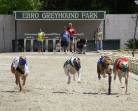 Magnificent greyhounds racing at the Ebro Greyhound Park in Ebro, Florida.